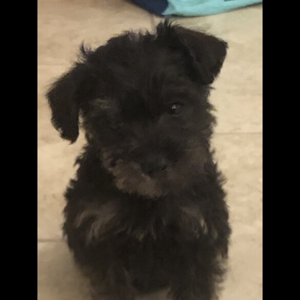 Schnoodle - Both