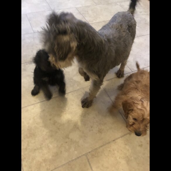 Schnoodle - Both