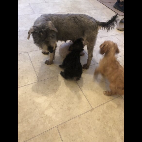 Schnoodle - Both