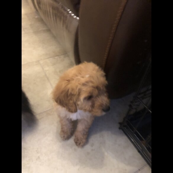 Schnoodle - Both