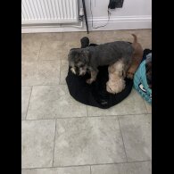 Schnoodle - Both