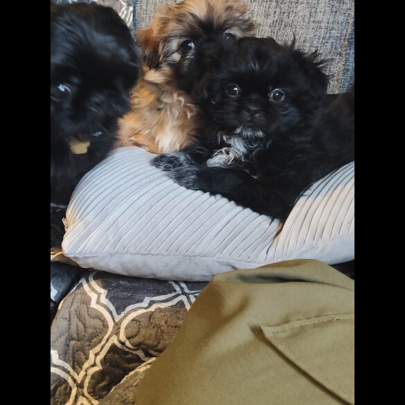 Shih Tzu - Both