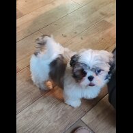 Shih Tzu - Dogs