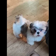 Shih Tzu - Dogs