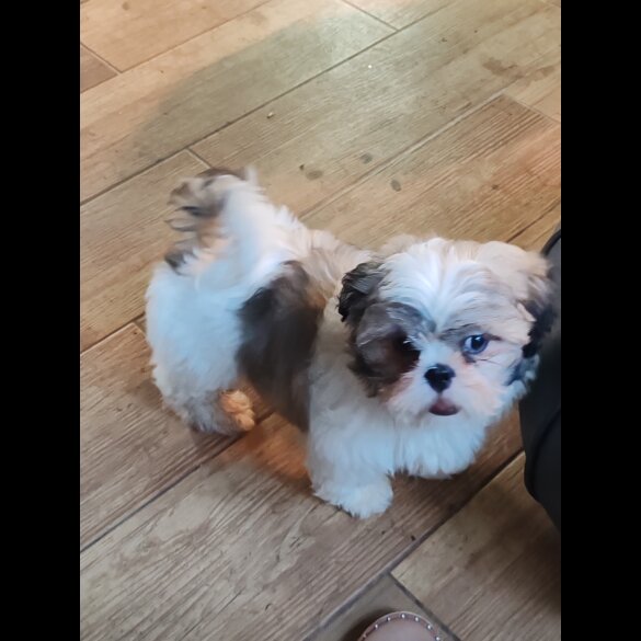Shih Tzu - Dogs