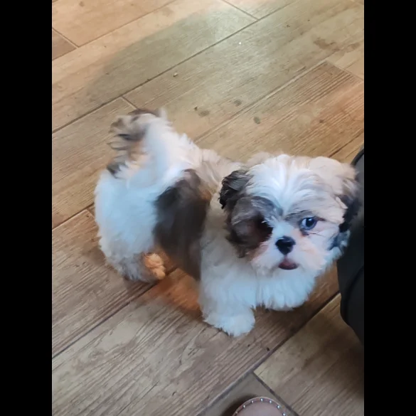 Shih Tzu - Dogs