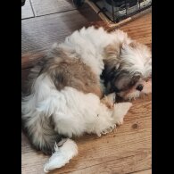 Shih Tzu - Dogs