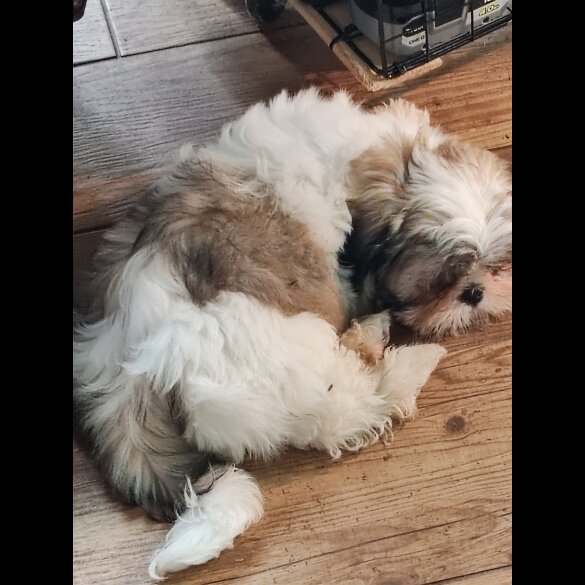 Shih Tzu - Dogs