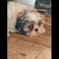 Shih Tzu - Dogs