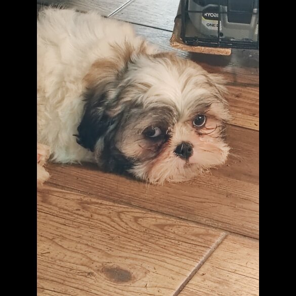 Shih Tzu - Dogs