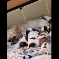 Shih Tzu - Dogs