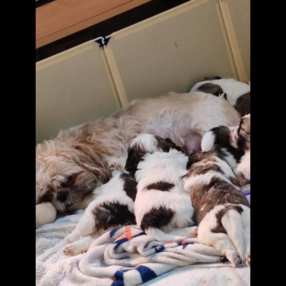 Shih Tzu - Dogs
