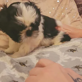 Shih Tzu - Both