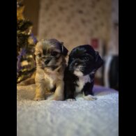 Shorkie - Both