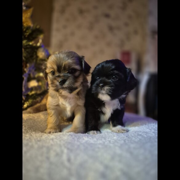 Shorkie - Both