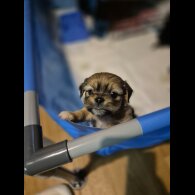 Shorkie - Both