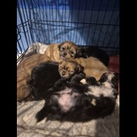 Shorkie - Both