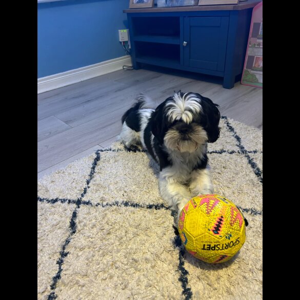 Shorkie - Both