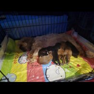 Shorkie - Both