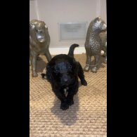 Sproodle - Dogs