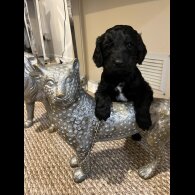 Sproodle - Dogs