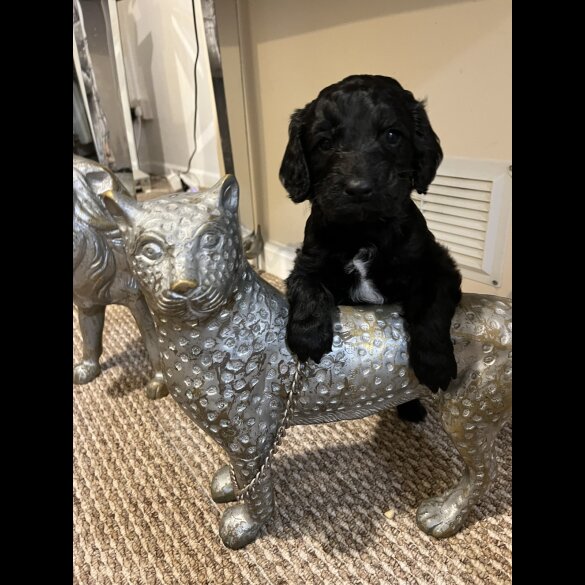 Sproodle - Dogs