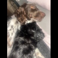 Sproodle - Dogs
