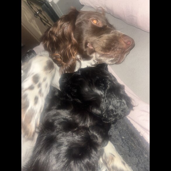 Sproodle - Dogs
