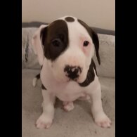 Staffordshire Bull Terrier - Both