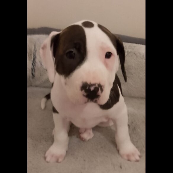 Staffordshire Bull Terrier - Both