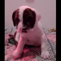 Staffordshire Bull Terrier - Both