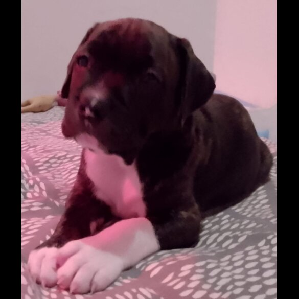 Staffordshire Bull Terrier - Both