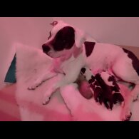 Staffordshire Bull Terrier - Both