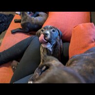 Staffordshire Bull Terrier - Both
