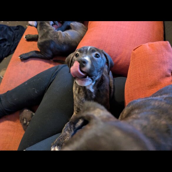 Staffordshire Bull Terrier - Both