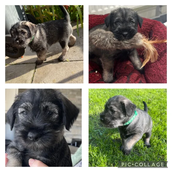 Miniature Schnauzer - Dogs