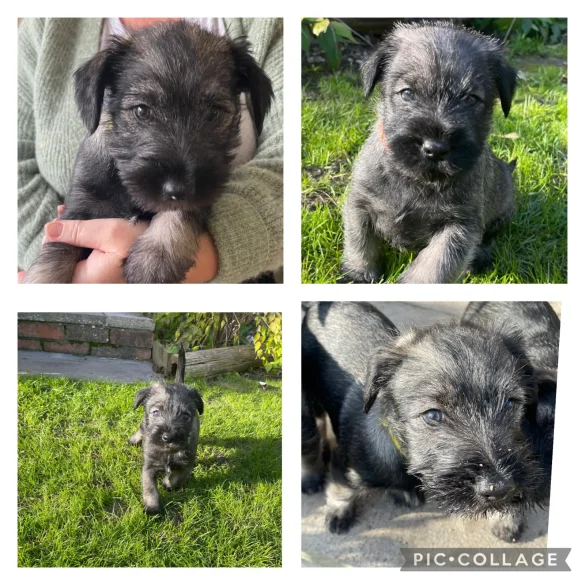 Miniature Schnauzer - Dogs