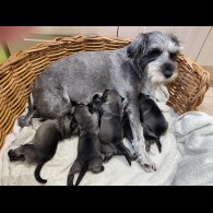 Miniature Schnauzer - Dogs