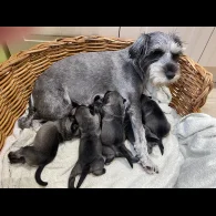Miniature Schnauzer - Dogs