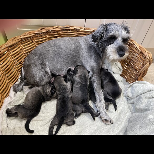 Miniature Schnauzer - Dogs
