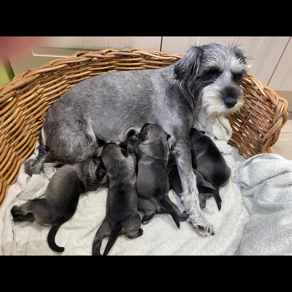 Miniature Schnauzer - Dogs
