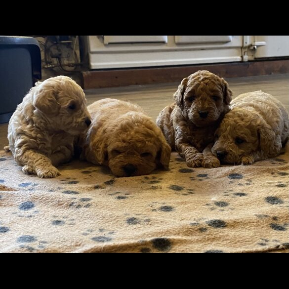 Toy Poodle - Both