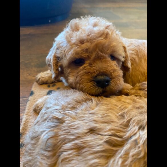 Toy Poodle - Both