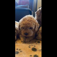 Toy Poodle - Both