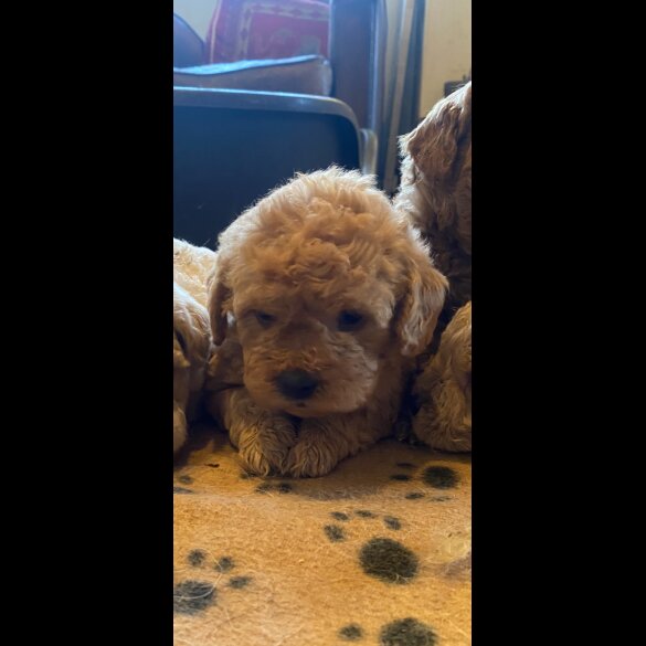 Toy Poodle - Both