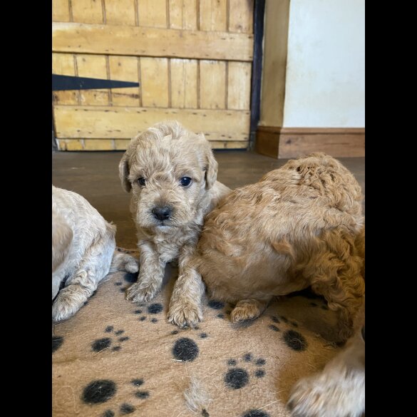 Toy Poodle - Both