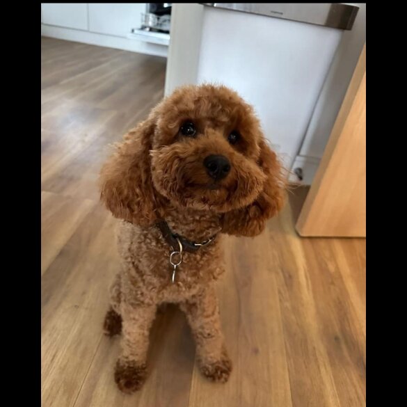 Toy Poodle - Both
