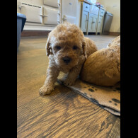 Toy Poodle - Both