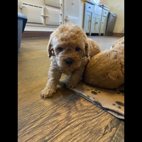 Toy Poodle - Both