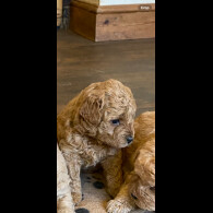 Toy Poodle - Both
